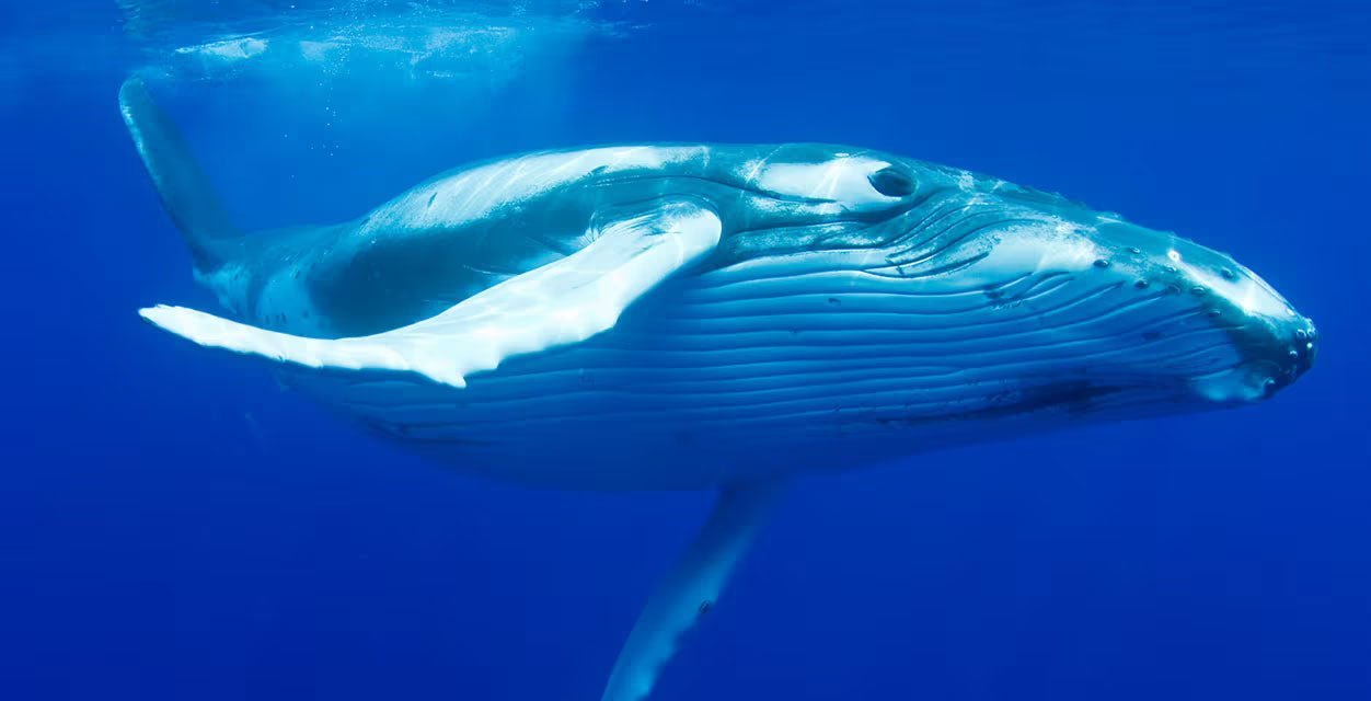 Gowings Whale Trust - We can’t thrive unless our oceans do - Gowings Pacific Trader