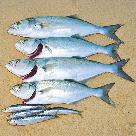 Surf Fishing Rigs - Gowings Pacific Trader
