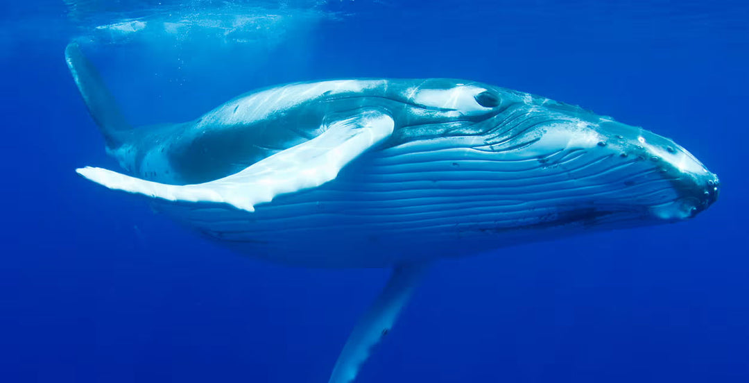 Gowings Whale Trust - We can’t thrive unless our oceans do