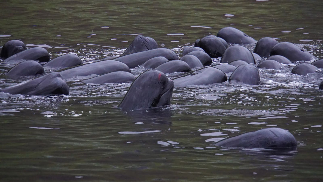 Operation Living Fjords: Sea Shepherd’s Fight to End the Grindadráp - Gowings Pacific Trader