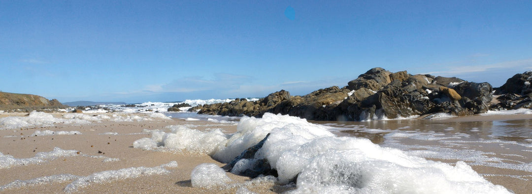 Toxic Algae Strikes SA Coastline - Gowings Pacific Trader