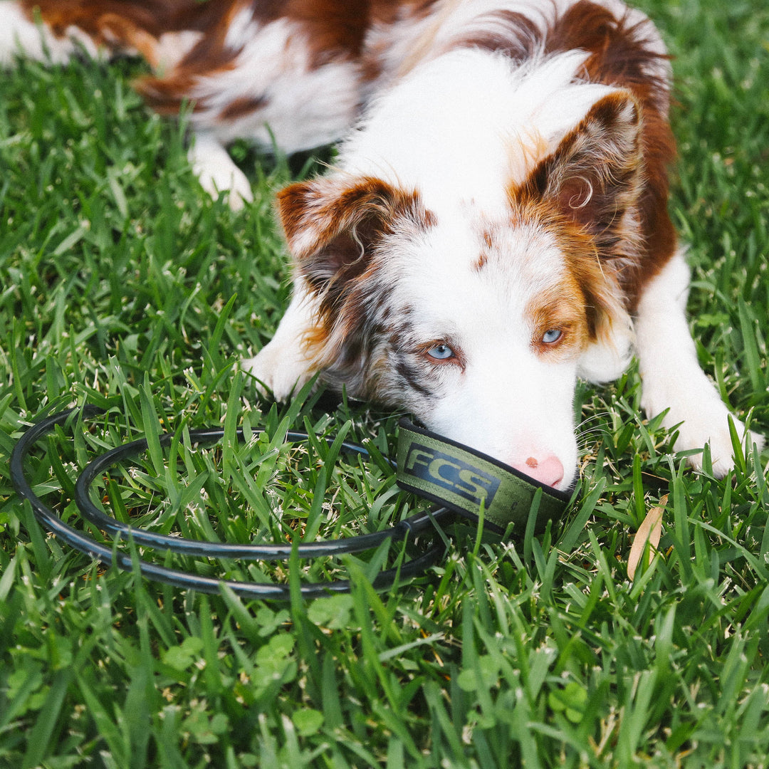 FCS Dog Leash