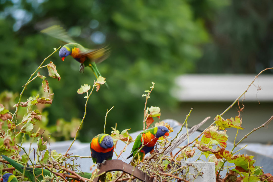 Koi Knives "Lily" | The Lorikeet