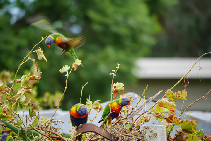 Koi Knives "Lily" | The Lorikeet