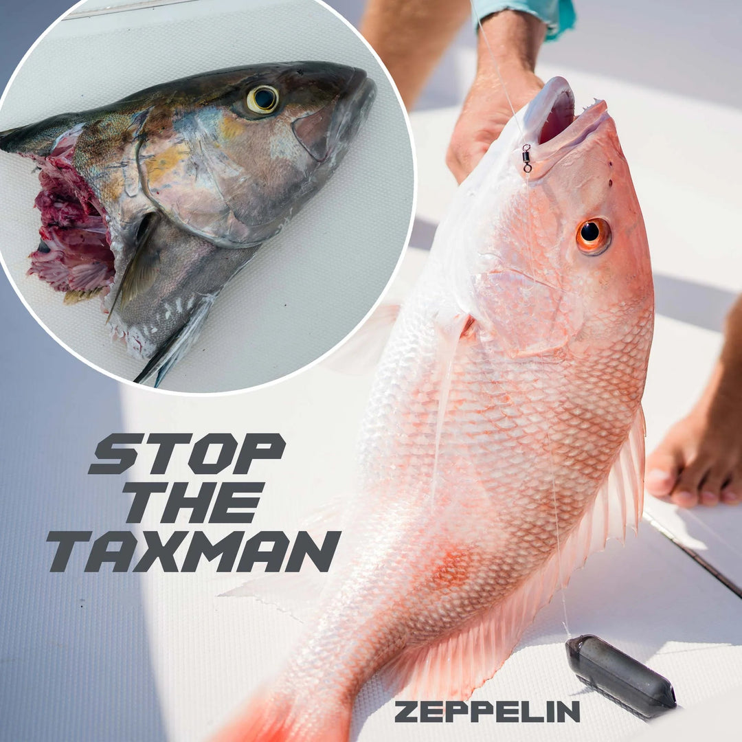 Sharkbanz Zeppelin - Gowings Pacific Trader